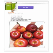 과수/유실수 신품종 미니사과(루비에스 오토매) 묘목, 미니사과(오토매) R5