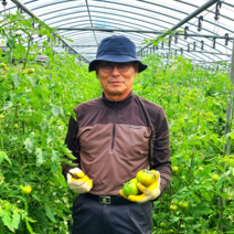 [농협인증] 대저 짭짤이 토마토 로얄과 2.5kg, 대저짭짤이토마토 중과(2S~3S) 2.5kg