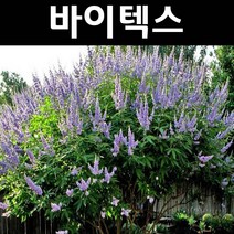 좀목형/바이텍스 나무 묘목 쇼얼크릭 포트 3개/정원/공원/조경수