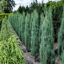 세종식물원 - 블루애로우 H60cm전후 조경수 정원수 상록수 울타리 나무