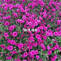골드씨드 노지월동 국화 모종 50개 세트 월동가능한 국화 다년생식물 야생화 4치포트 금방울 국화월동 다년생 국화, 반반