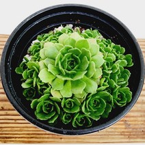 꽃나무팜 로슈아로아바위솔 월동다육이 국민다육 반려식물 선별배송 다육이키우기