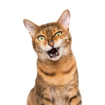 차량용 냉장고 미니 냉온장고 캠핑용 온장고 3Ratels CM29 사랑스러운 고양이 페르시아 Birman Bombay 영국, 07 CM29-7_04 40cm(15.75 inch)