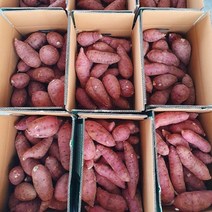 [산들다온] 산지직송 해남 꿀고구마 3kg 5kg 10kg 황토구마 (세척 비세척 랜덤발송), 꿀고구마 [중]