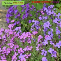 씨앗 팝플러스 바위꽃다지(Aubrieta) 혼합색 50립, 상세페이지 참조