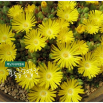 황금송엽국 [4포트] (복남이네야생화 모종 옐로우 다육식물 succulent 노란 송엽국 골드너겟 lampranthus delosperma congestum gold nugget)