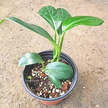 라피도포라 디컬시바 꽃도매시장 희귀식물, 단품