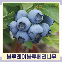 블루베리나무 묘목 블루레이 삽목4생 결실주(분) 1개