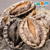 완도맘 생산자직송 활 전복 1kg, 1box, 1kg(13-15미)