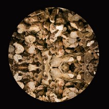 삽주뿌리 백출 100g b 중국산 한방재료 건강차 약초, 단품, 단품