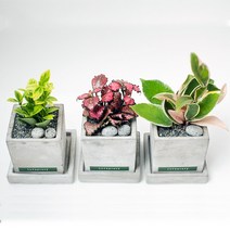 책상에 놓기 좋은 실내공기 정화식물+화분SET 22종 택1 CM_홍페페, 1개