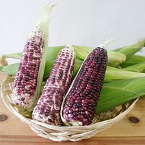 불로치농장 곡성 삶은 국내산 냉동 흑찰옥수수 5팩(총10개), 냉동흑찰옥수수5팩(14cm이상)