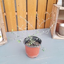가꾸다 마오리 코로키아(소품) 은은한 매력이 있는 플랜테리어 베란다식물 식물인테리어 홈데코