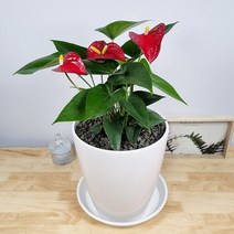앤드플라워 전국택배송 중형실내화분 금전수(50cm) 은행목 스투키(55cm) 녹보수 몬스테라 안스리움 홍콩야자 콩고 율마 뱅갈고무나무 소포라 꽃배달 개업화분 미니화분 공기정화식물, 안스리움(43cm)