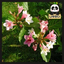 (나무판다) 삼색병꽃 나무 묘목 7치화분, 삼색병꽃 7치화분, 1개