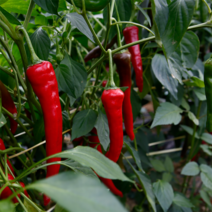 품질좋은 국산 건고추 1근(600g) 국내산 마른고추