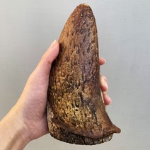 훈제 한우소뿔 속뿔껌 1P 오래먹는 대형견 수제간식 개껌, 미디움