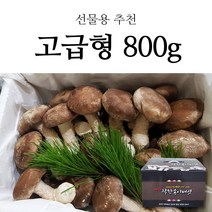 경북 영양 무농약 명품 착한 송이버섯 송이향 표고맛 버섯 가정용 선물용 500g 800g, 1box, 상 선물세트 500g
