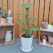 몬스테라(옵션:슬릿화분 코코넛봉), 식물+슬릿화분+코코넛봉