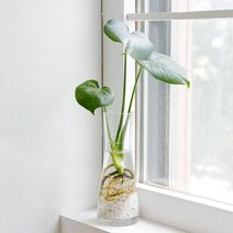 펫플랜트 몬스테라 수경재배 세트 소, 몬스테라(소) + 투명 커브 유리화병/흰돌(종이컵 반컵분량)