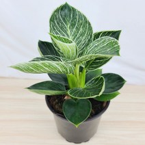 버킨(중품) [플라워앤곰] 필로덴드론 버킨 /포트15cm/ 높이28cm