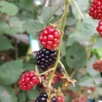 슈퍼블랙베리 가시없는복분자 2년생 묘목 1주 키움원, 본상품선택