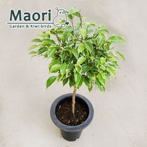 나타샤 벤자민 외목대 고무나무 공기정화 식물 인테리어 화분 무늬 칼라 스프라이트 대성식물, 1개