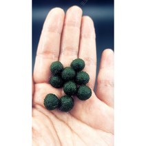 마리모 1cm 5개 [체리새우/crs새우/생이새우키우기] 애완관상용새우놀이터