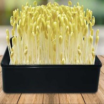 새싹 재배기 콩나물 키우기 무순 기르기 사각 블랙 베란다텃밭 채소 새싹 씨앗 재배기 수경 상추, 쿠팡쪼아유마켓 본상품선택