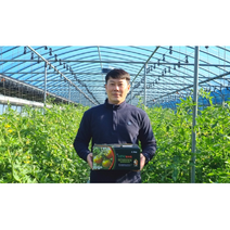 쀼팩토리 산지직송 백화점납품 고당도 프리미엄 부산대저 정품짭짤이 토마토 2.5kg A+급, A급 백화점용 2.5kg( S-S2 )