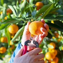 [식탁이야기] 새콤달콤 제주감귤 로얄과 2.5kg, 없음, 단품