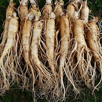 금산인삼도매센터 세척수삼 난발삼 원수삼 홍삼제조용 실속형파삼 4년근이상 생인삼 국내산100%, (세척안한)원수삼, 중750g