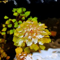 키우기 쉬운 루드위지아 세디올데스 (부상수초), 1개