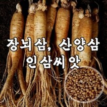 뿌리원예 장뇌삼 산양삼 재배용 인삼씨앗개갑 100g A91