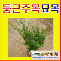 DZ(소망)둥근주목(눈주목)묘목(키30센치) 5그루