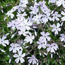 꽃잔디 x 10포트 야생화 봄꽃 다년생, 연보라x10포트