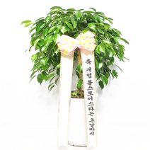 개업식 사무실 이전 승진 개원 집들이 선물 개업 축하 화분 배달 킹벤자민