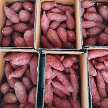 [산들다온] 해남 햇 꿀고구마 3kg 5kg 10kg 황토고구마, 대 5kg, 1개
