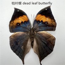 조각상 인테리어 소품샵 나비 표본 곤충 인형 생산 매력 홈 장식 액세서리 거실 컬렉션 아트, 17 17
