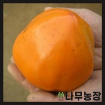 (나무농장) 감나무 야오끼 접목1년 묘목