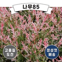 (나무85) 무늬버들(플라밍고샐릭스) 트위스트형 키 1m 내외, 1개