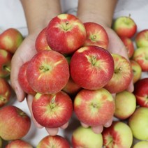 영천 산지직송 꼬마사과 애기사과 미니사과 루비에스 1kg 2kg, 영천 미니사과 루비에스 특상 1kg, 1박스