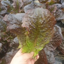 당일수확 쌈채소 흑적상추 1kg 2kg 적상추 상추