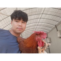 폐계닭 신선육 노계닭(생닭) 산란닭 1~10마리 (1.3kg내외), 10마리