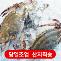 서해안 태안 꽃게 1kg ~ 6kg 가을 봄 활꽃게 손질 톱밥 숫 암 꽃게 냉동 급냉 절단 꽃개, [산지직송] 활꽃게 대 (3~5미)  2kg