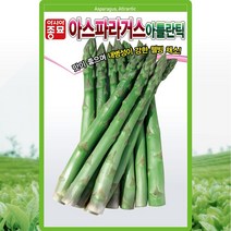 아틀란틱 아스파라거스 씨앗 아스파라거스 씨 종자 40립, 단품