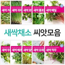 식용 새싹 베이비 쌈채소 씨앗 모음 무순 보리 귀리 종자, 베이비채소 적겨자