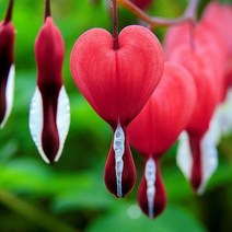 금낭화-발렌타인(Valentine)