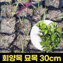 회양목 30cm 아파트 조경 키작은 나무 정원 회양목묘목, 1개
