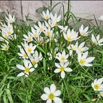 [송송농원] 너도샤프란 구근 100구